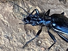 Anthia cinctipennis