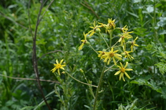 Ligularia narynensis