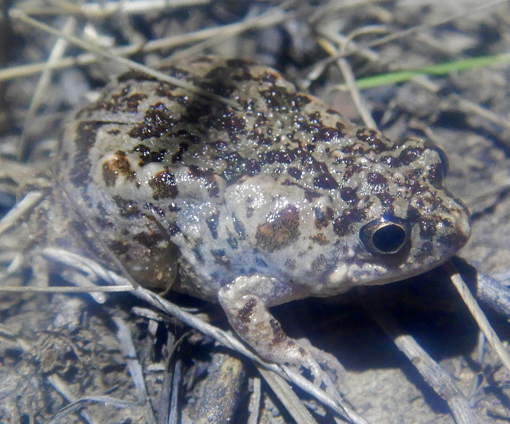 Small Toadlet