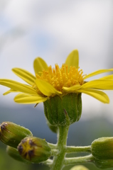 Ligularia narynensis