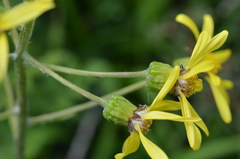 Ligularia narynensis