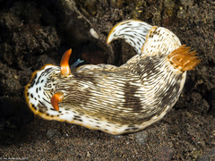 Chromodoris quagga