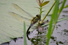 Anax panybeus