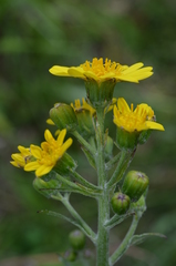 Ligularia narynensis