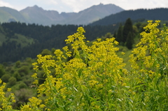 Euphorbia lamprocarpa