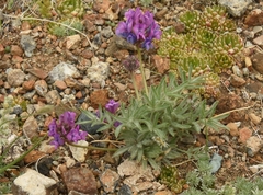 Oxytropis pumila