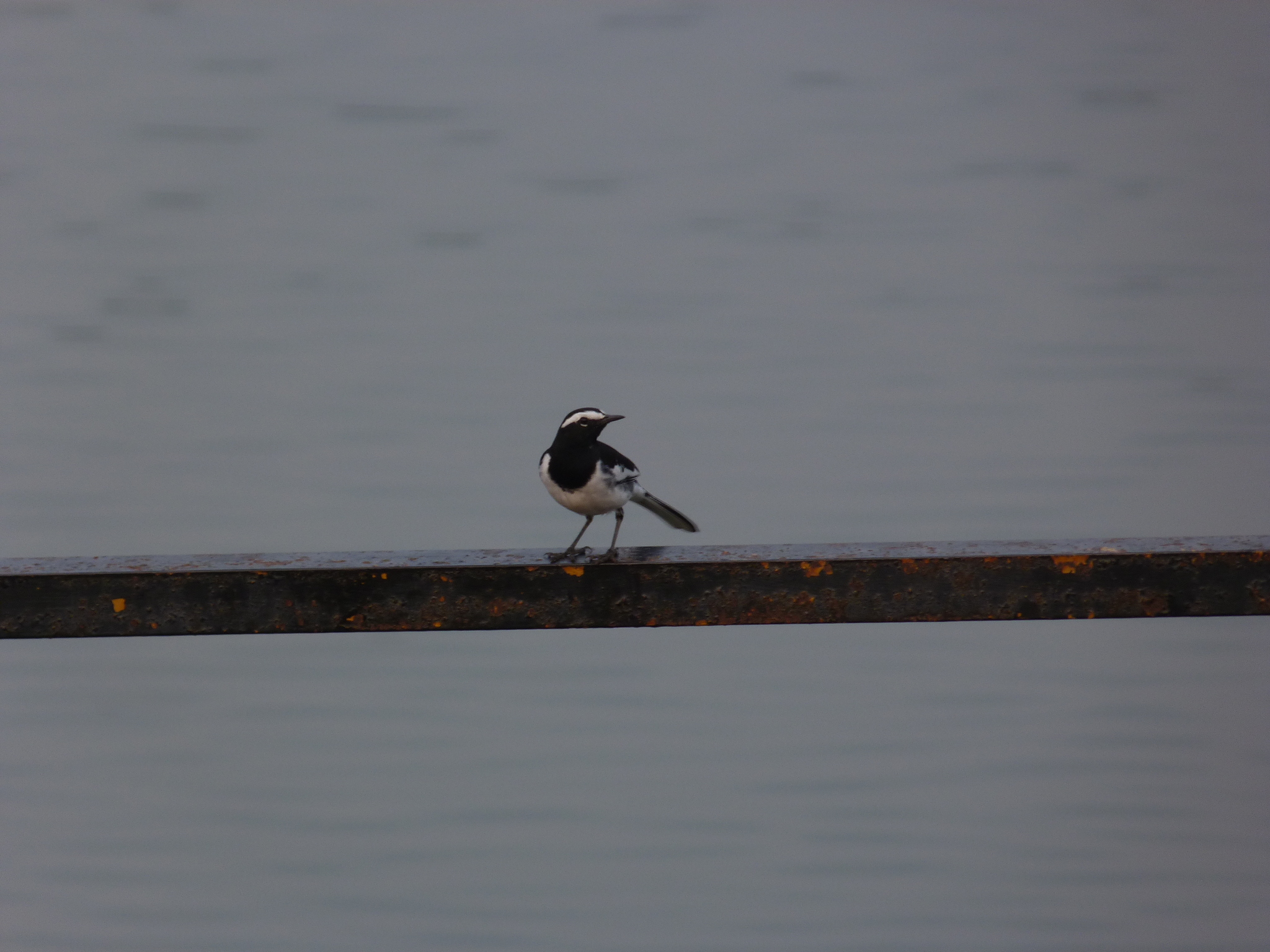 White-browed Wagtail