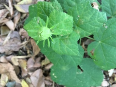 Malvaviscus arboreus drummondii
