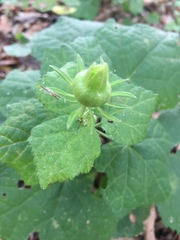 Malvaviscus arboreus drummondii