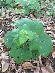 Malvaviscus arboreus drummondii