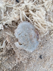 Liocarcinus holsatus