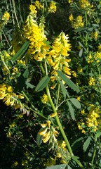 Melilotus altissimus