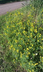 Melilotus altissimus