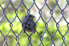 Passer domesticus