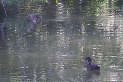 Anas platyrhynchos