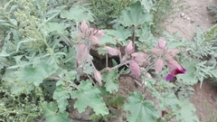 Proboscidea louisianica fragrans