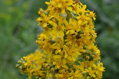Ligularia heterophylla