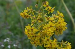 Ligularia heterophylla