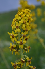 Ligularia heterophylla