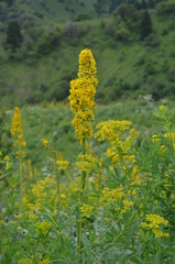 Ligularia heterophylla