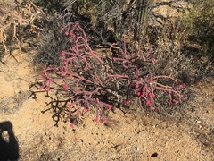 Cylindropuntia thurberi versicolor