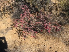 Cylindropuntia thurberi versicolor