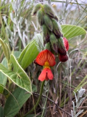 Eriosema distinctum