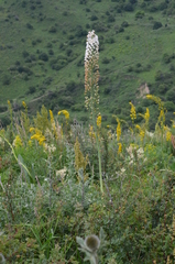 Eremurus robustus