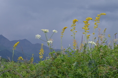Ligularia heterophylla