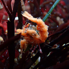 Lebbeus lagunae