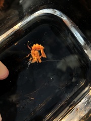 Lebbeus lagunae