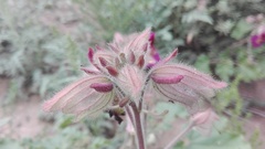Proboscidea louisianica fragrans