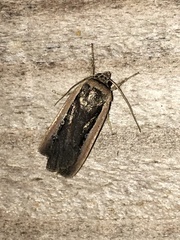 Ochropleura