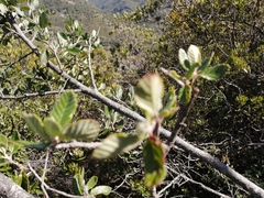 Cercocarpus macrophyllus
