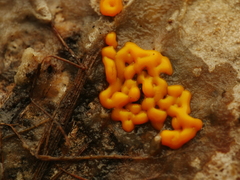 Dianema corticatum