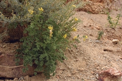 Corydalis stricta