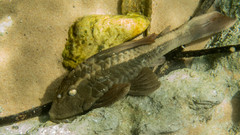 Basilisk Pleco photo 1