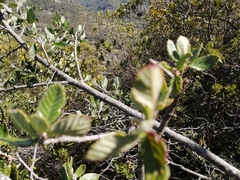 Cercocarpus macrophyllus