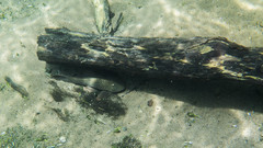 Basilisk Pleco photo 2