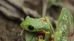 Agalychnis moreletii