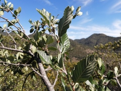 Cercocarpus macrophyllus