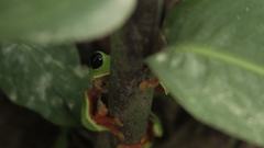 Agalychnis moreletii