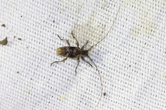 Sternidius punctatus