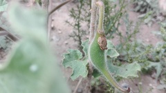 Proboscidea louisianica fragrans