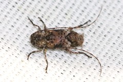 Sternidius punctatus