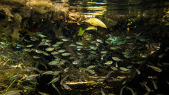 Peridot Tetra photo 3