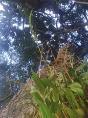 Bulbophyllum popayanense