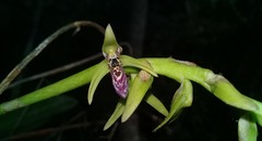 Bulbophyllum popayanense