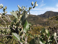 Cercocarpus macrophyllus