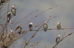 Agropsar philippensis